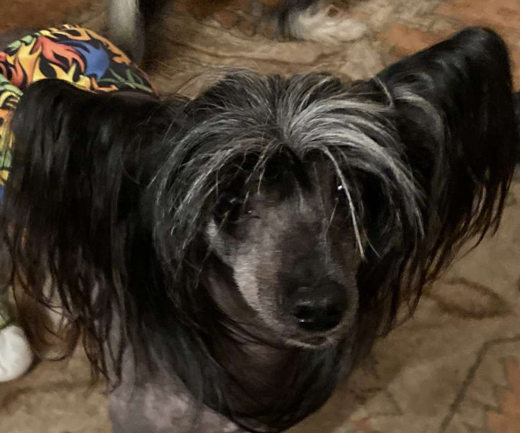 Scherzando of Roxy's Joy