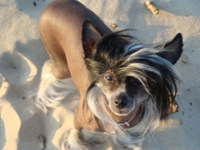 Amaro Cioccolatino Piaulau-gou