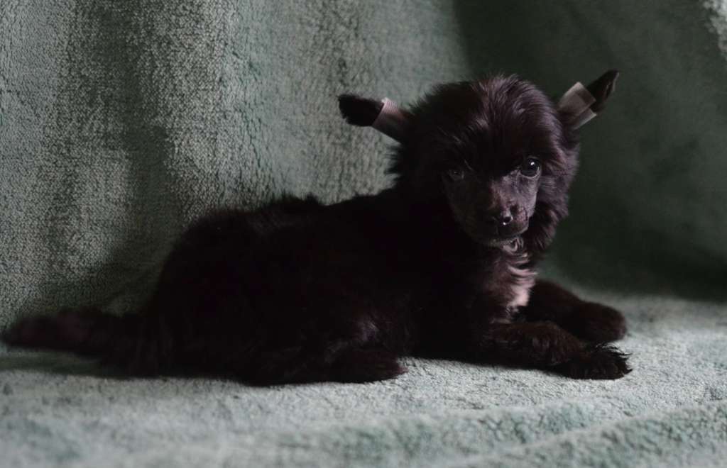 Magic of Success Chunga Changa