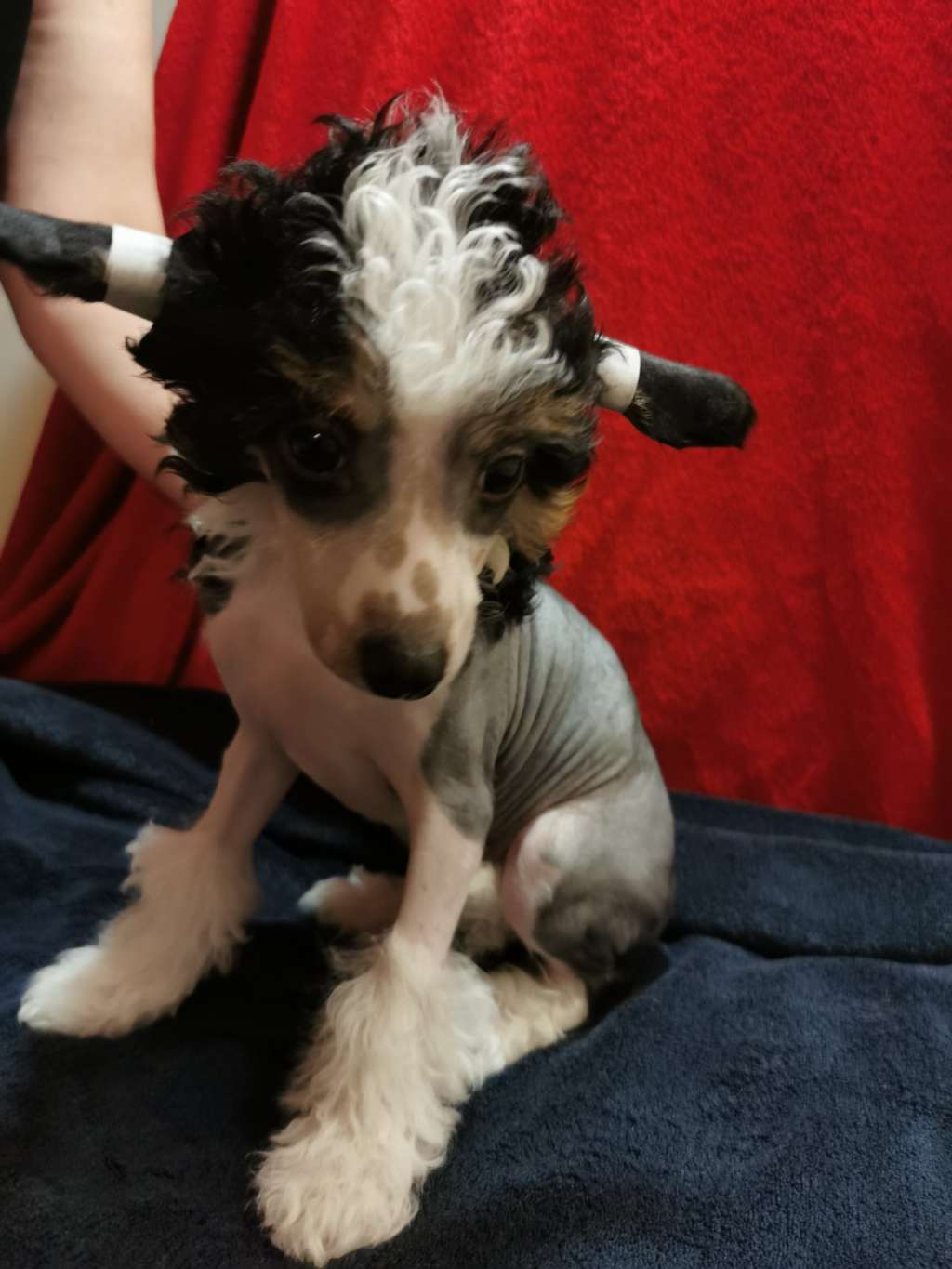 Arthemis Heavenly tail