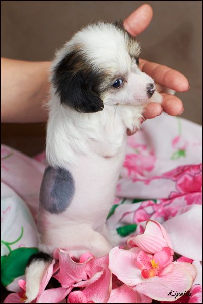 Shelcovij Shlejf  E3