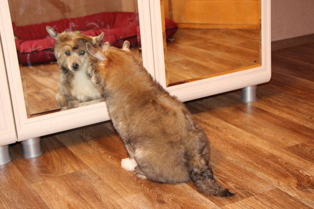 Galser Zavodnoi Apel'sin