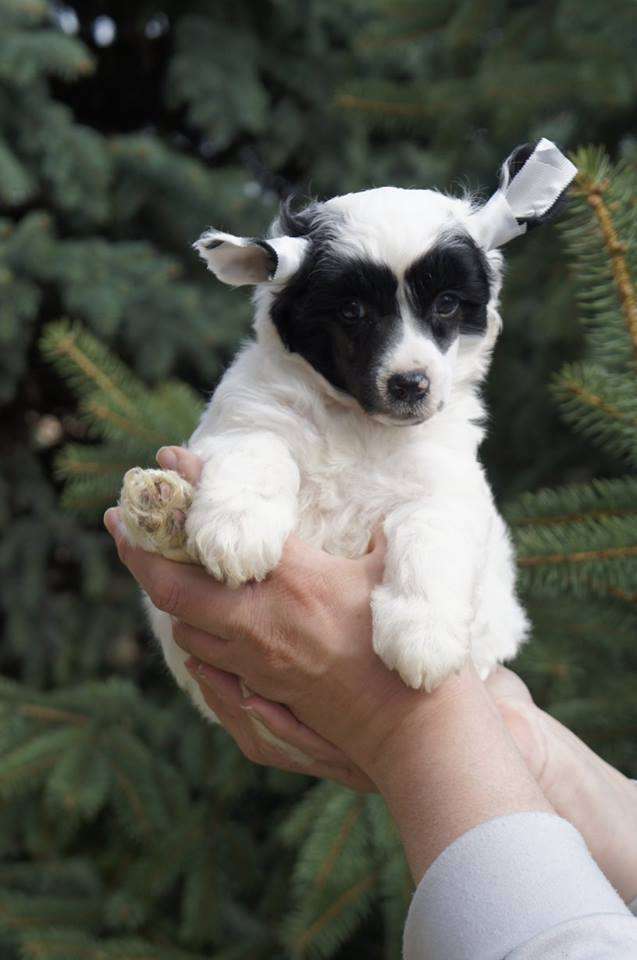 Golden Deer Jack Sparrow