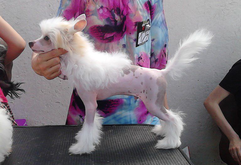 Planeta Angelov Alfo Amorino