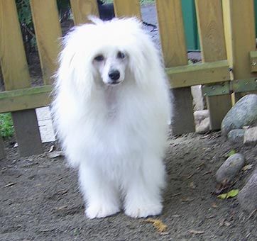 My Longtime Companion Xedos