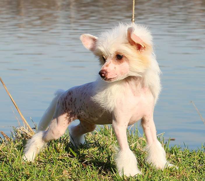 Angel O' Check lambada