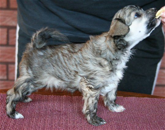 Dragon Moon Daydreams