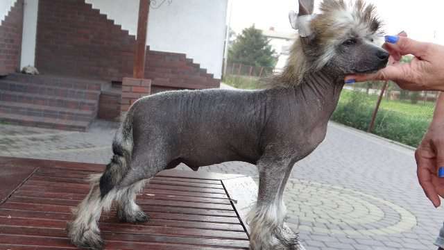 SHOGUN z Lowickiego Ksiestwa