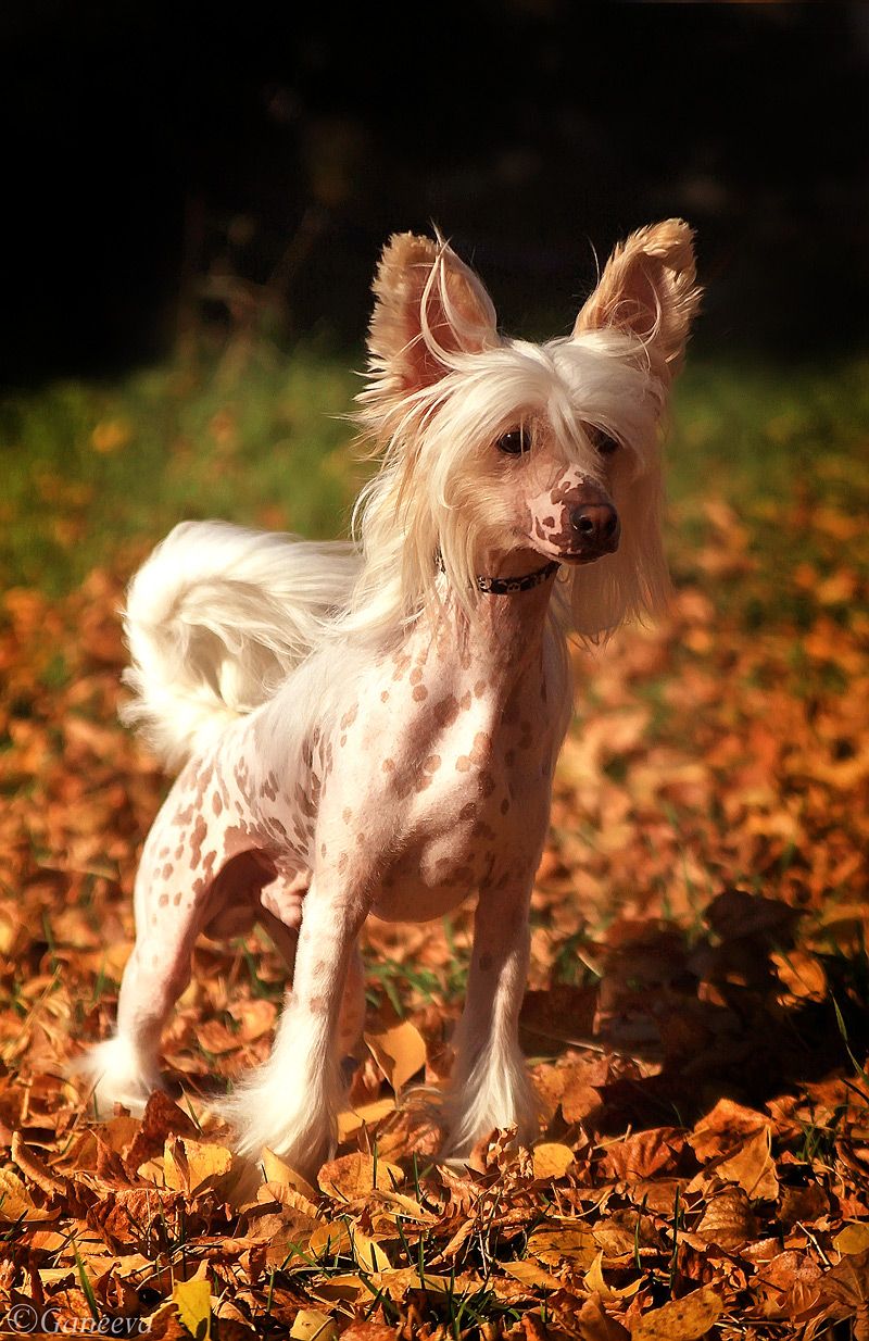 Irgen Gold Steve Jobs