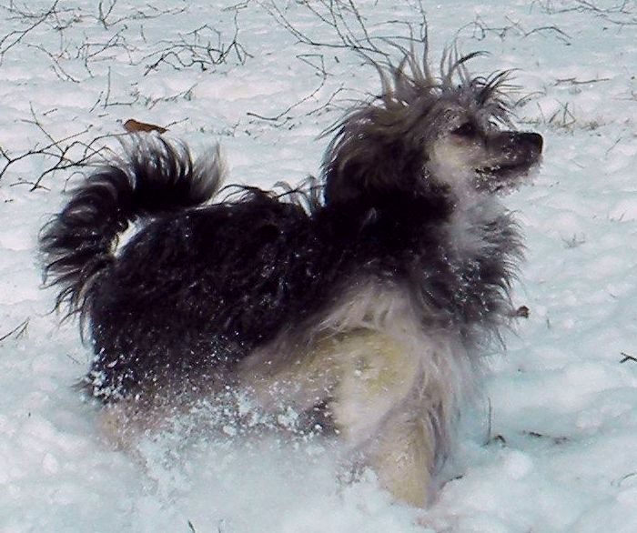 Be My Dog's Quintero