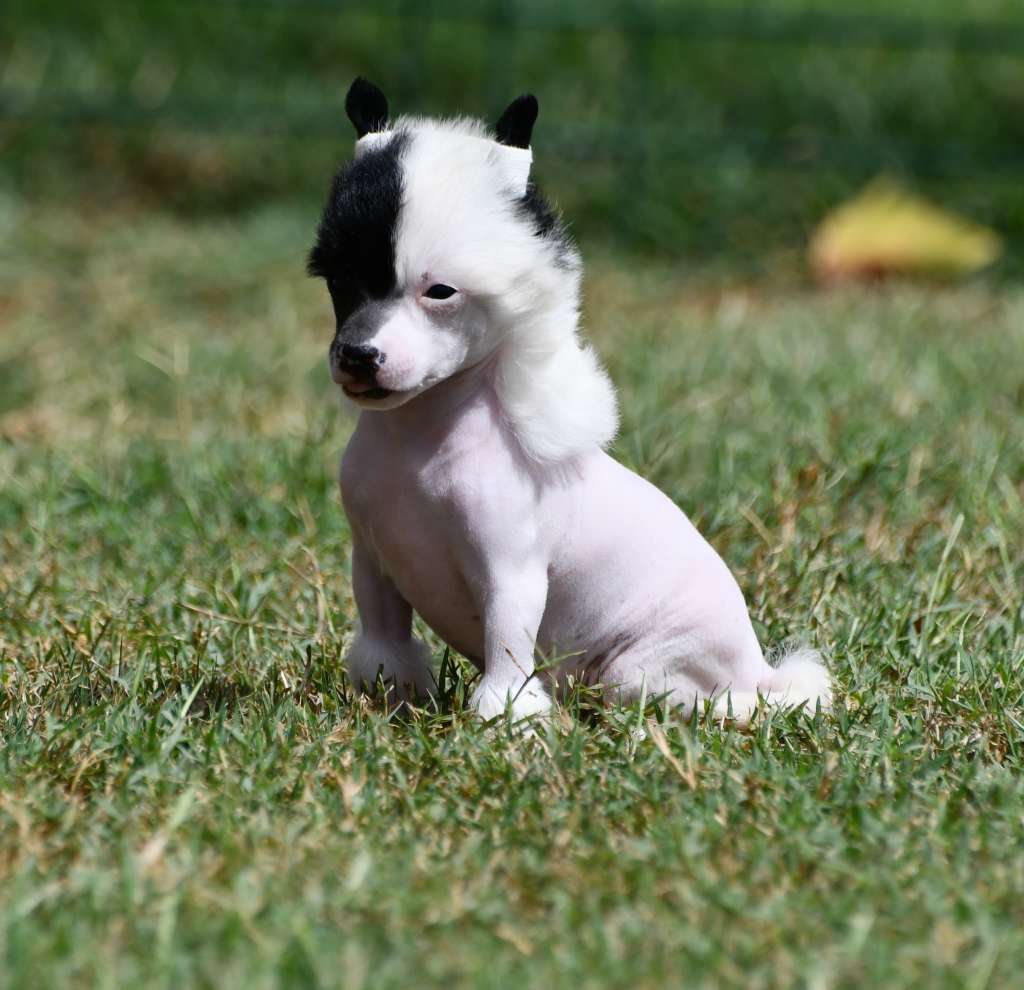 Little Dog Of Dream Regina diu vi salvi