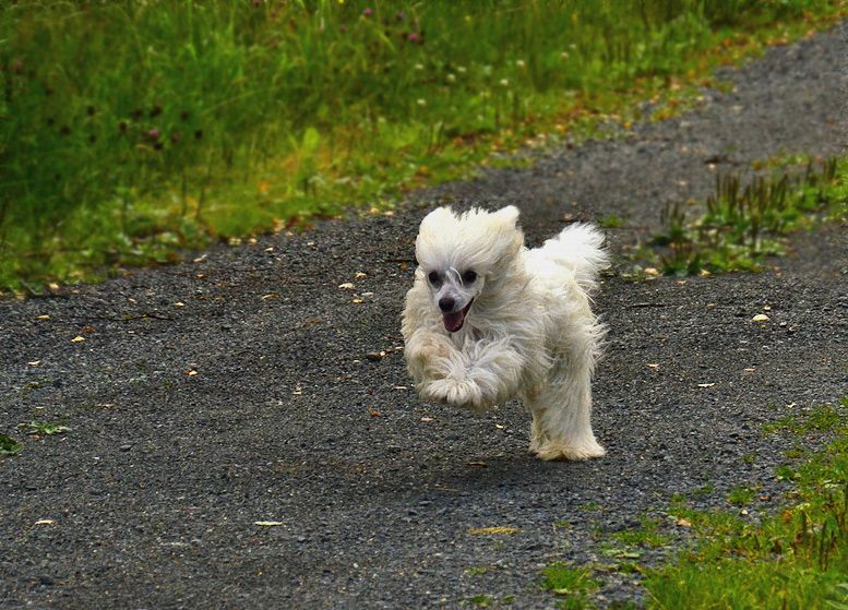 Hanami von Shinbashi