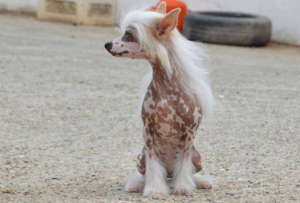 Hell Cowboys The Strawberry Princess