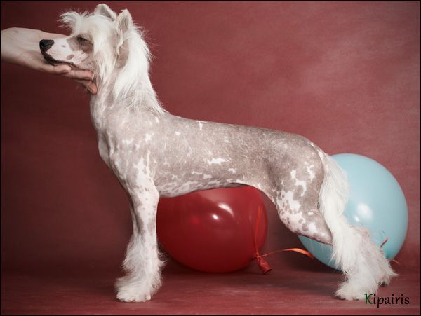 Apriori Vip Vintage Wine Isabella