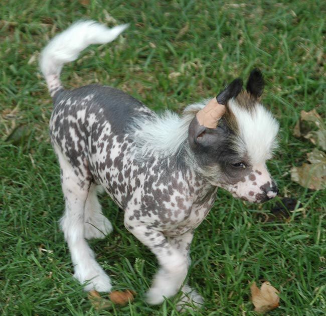 Folie Douce Little Champs