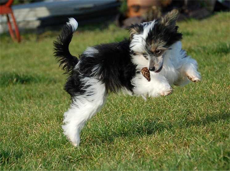 Imperial Of Danger Beetle Juice