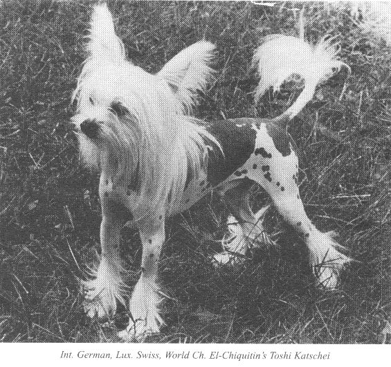 El-Chiquitin's Toshi Katschei