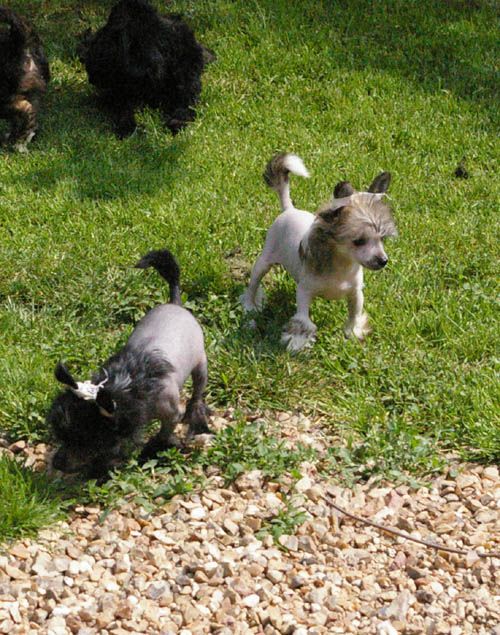 Oriental Jokes Fanny