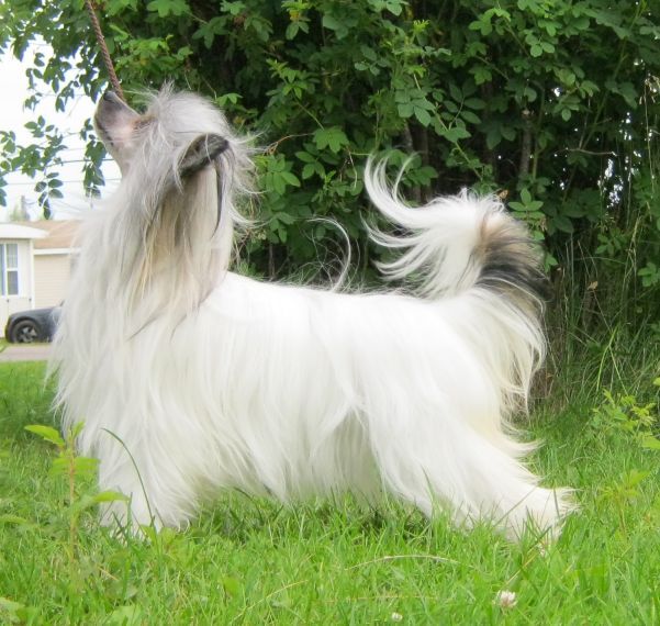 Mauvais Kiss the Sky