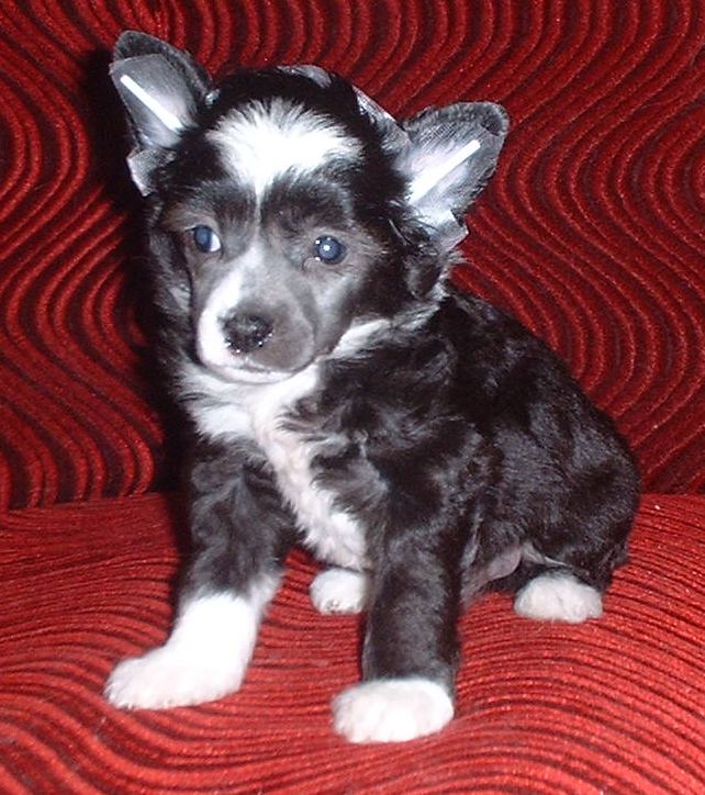 Philip z Jasne hvezdy