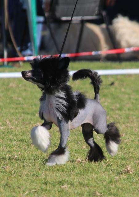 BBPISS Krescendo Black Velvet