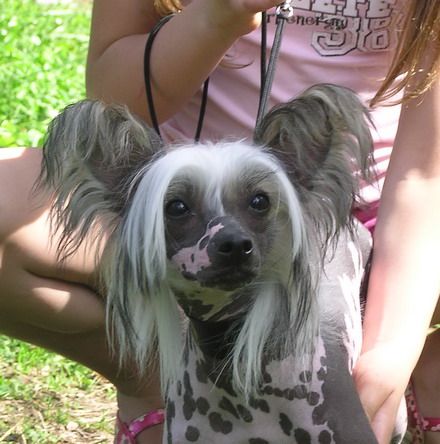 Dogland Happy Virdginia