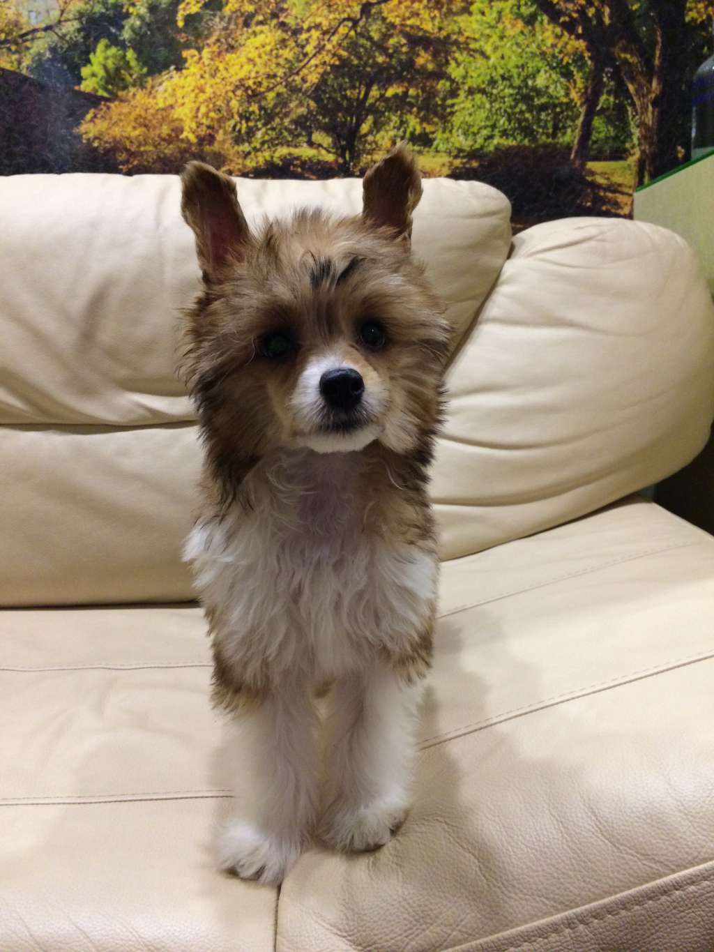 Star Style Baikalskyi Briliant