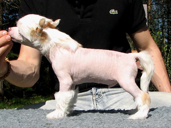 Arte Figure Bayswater