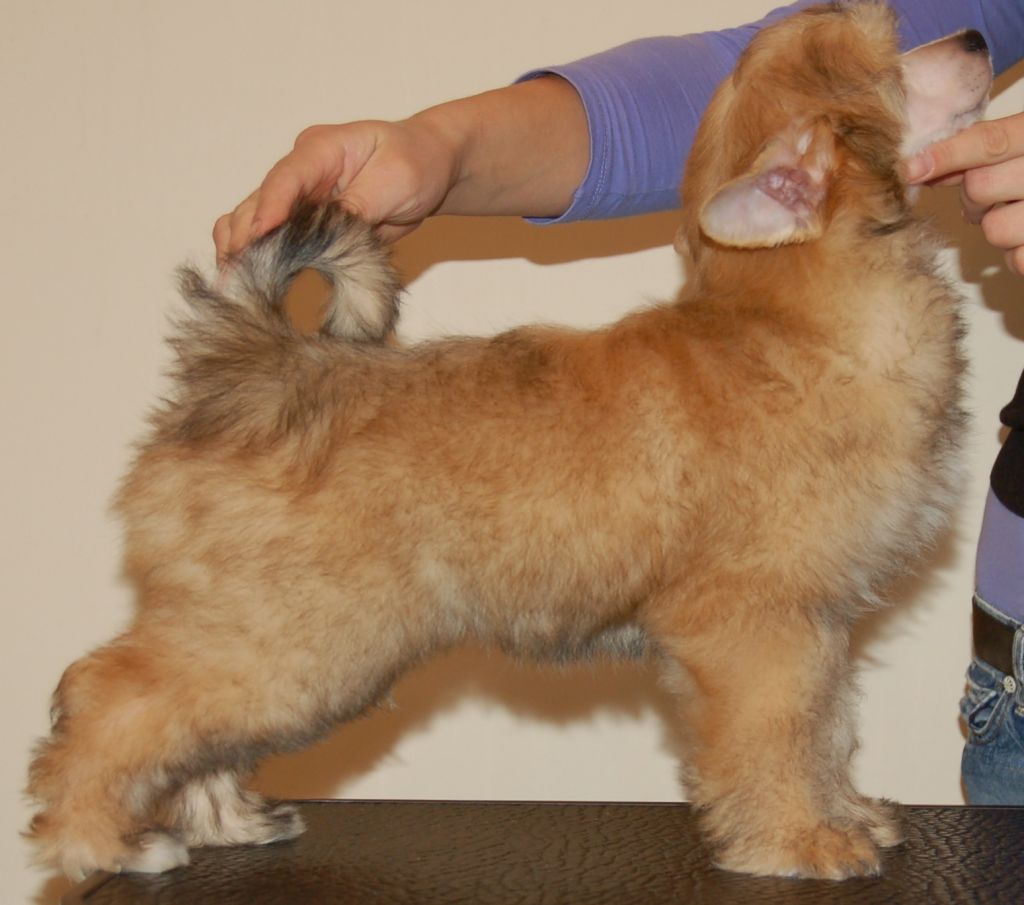 Moonangels Russian Bear