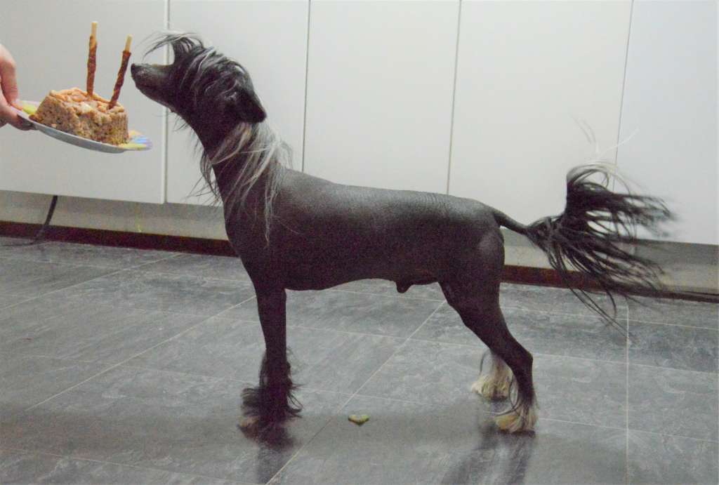 Fiery Fame Urban Finland