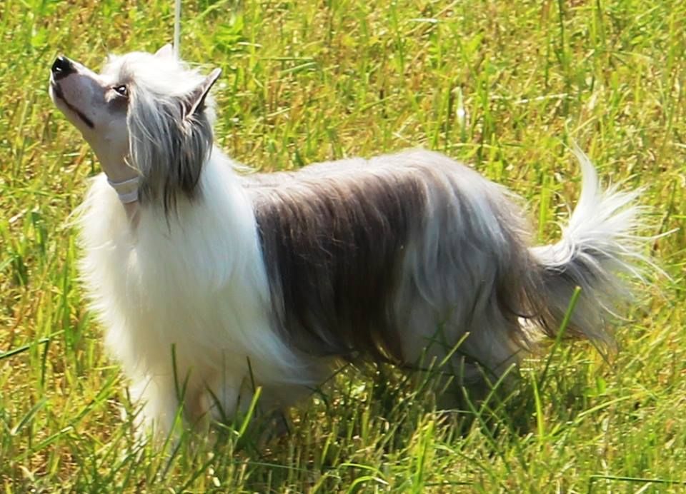 Stars at Sea Ophelie