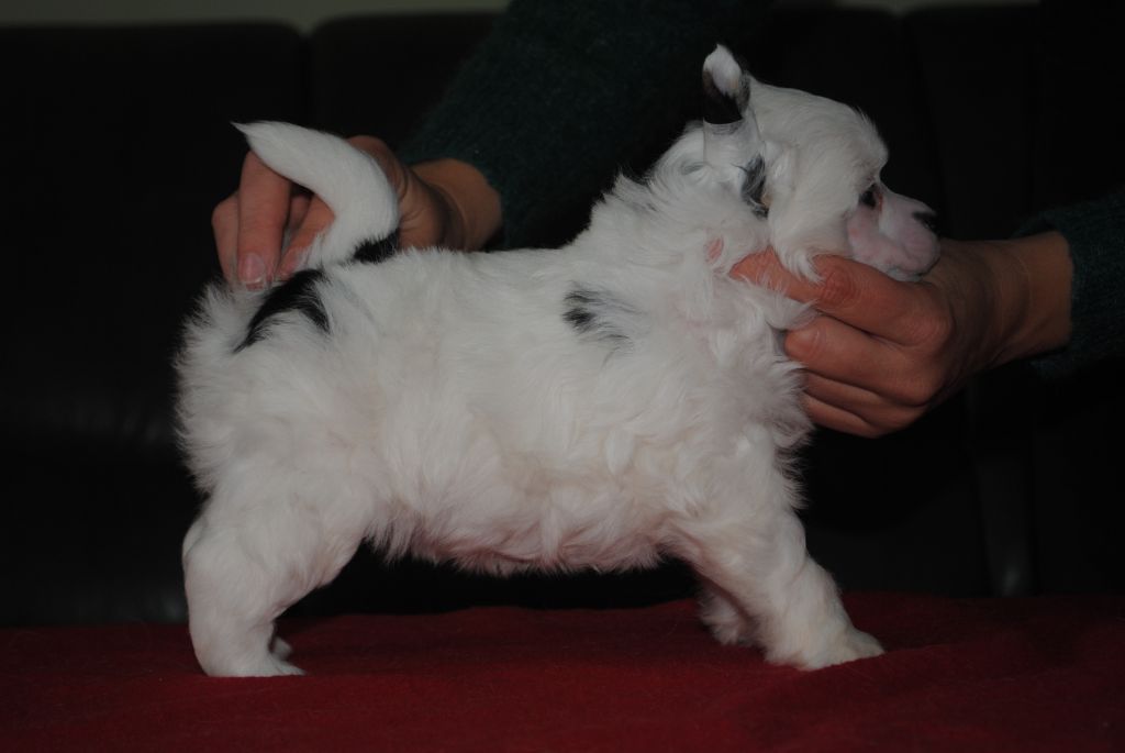 JerriLee Z Lowickiego Ksiestwa