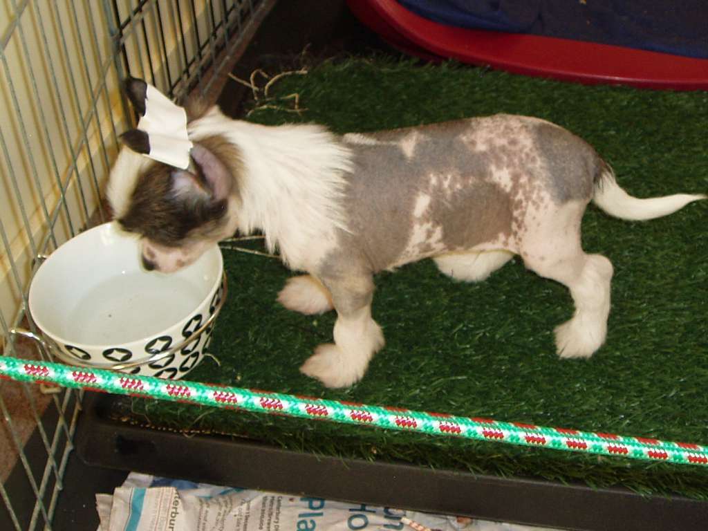 Franzell Eyez A Pocket Rocket