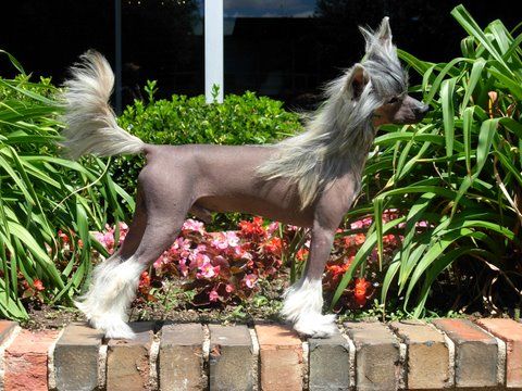 Wind Man in the Moon