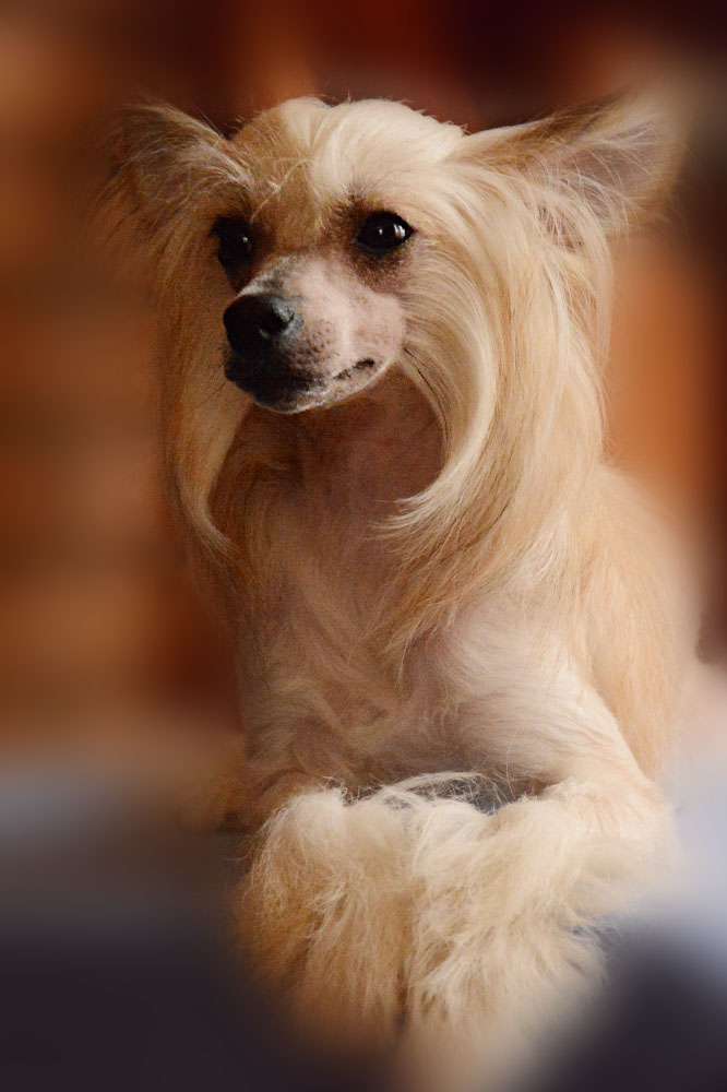 Danika Star Jolie Princesse