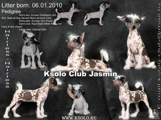 Ksolo Club Jasmin