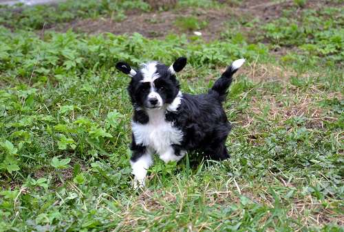 Feeriya Magic Denver