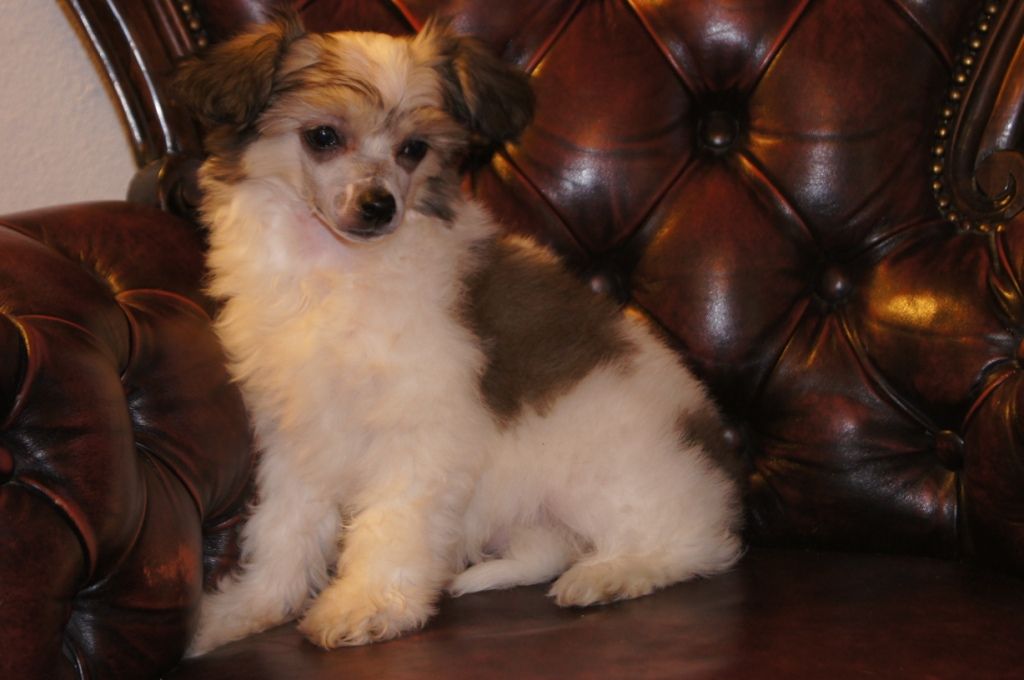 A fesches Madl by Angel-Crest