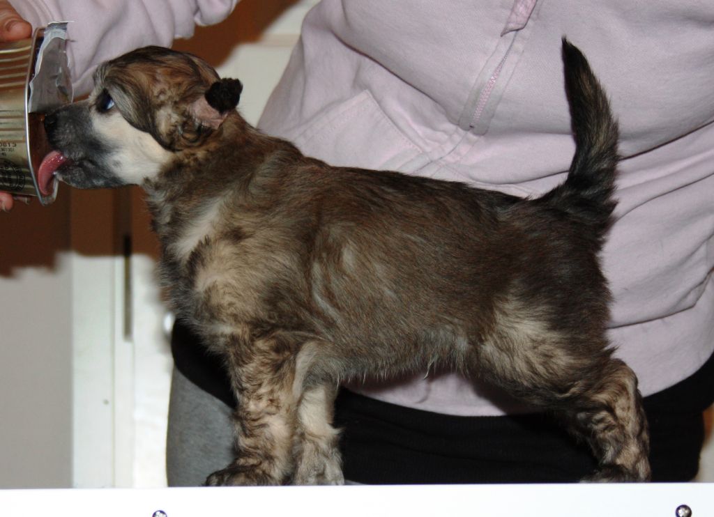 Dazzlingtails Chocolate Fudge