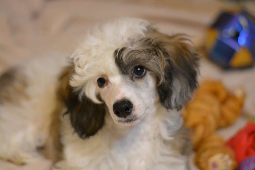 Uil Fred Iz Strani Cvetov