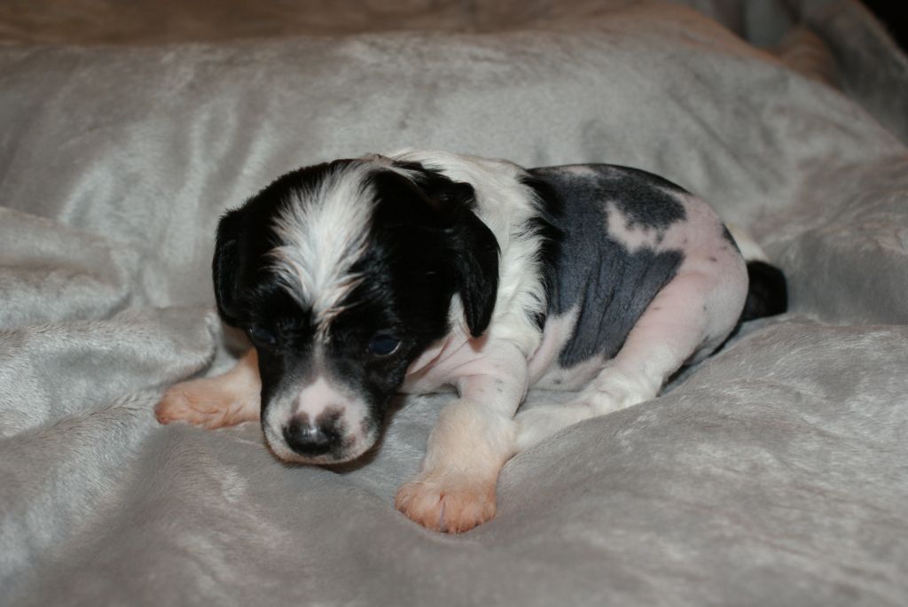 Ballantine's Of Samira's Paradise