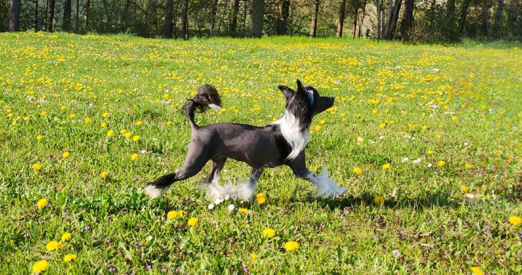 Tainted Love  Princes de la Roses