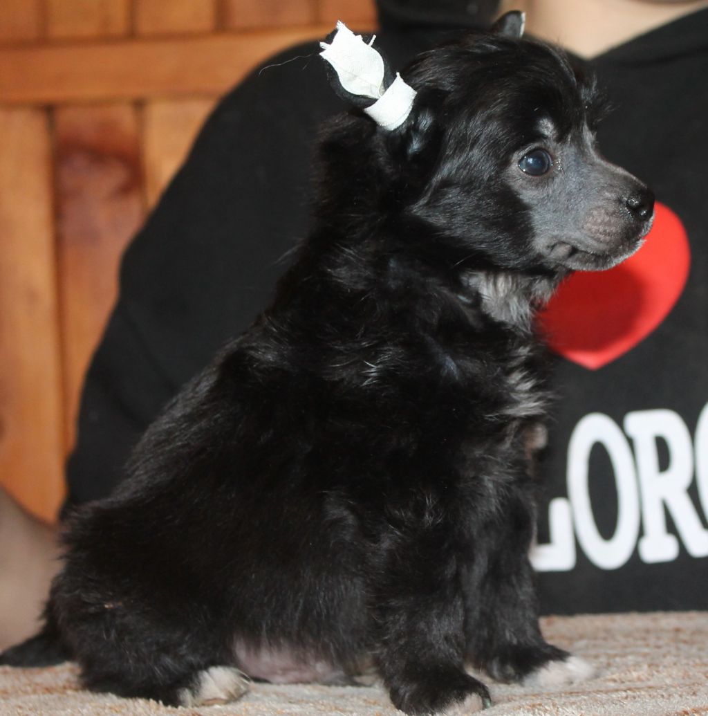 Behrouz Molosos Gratzi