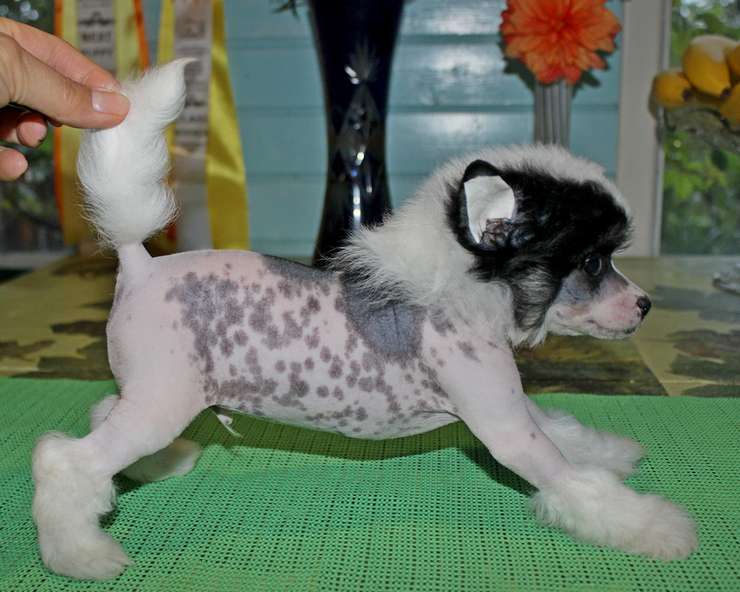 Angel O' Check Zaharka