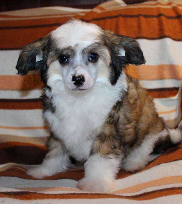 Angel O' Check Adonis