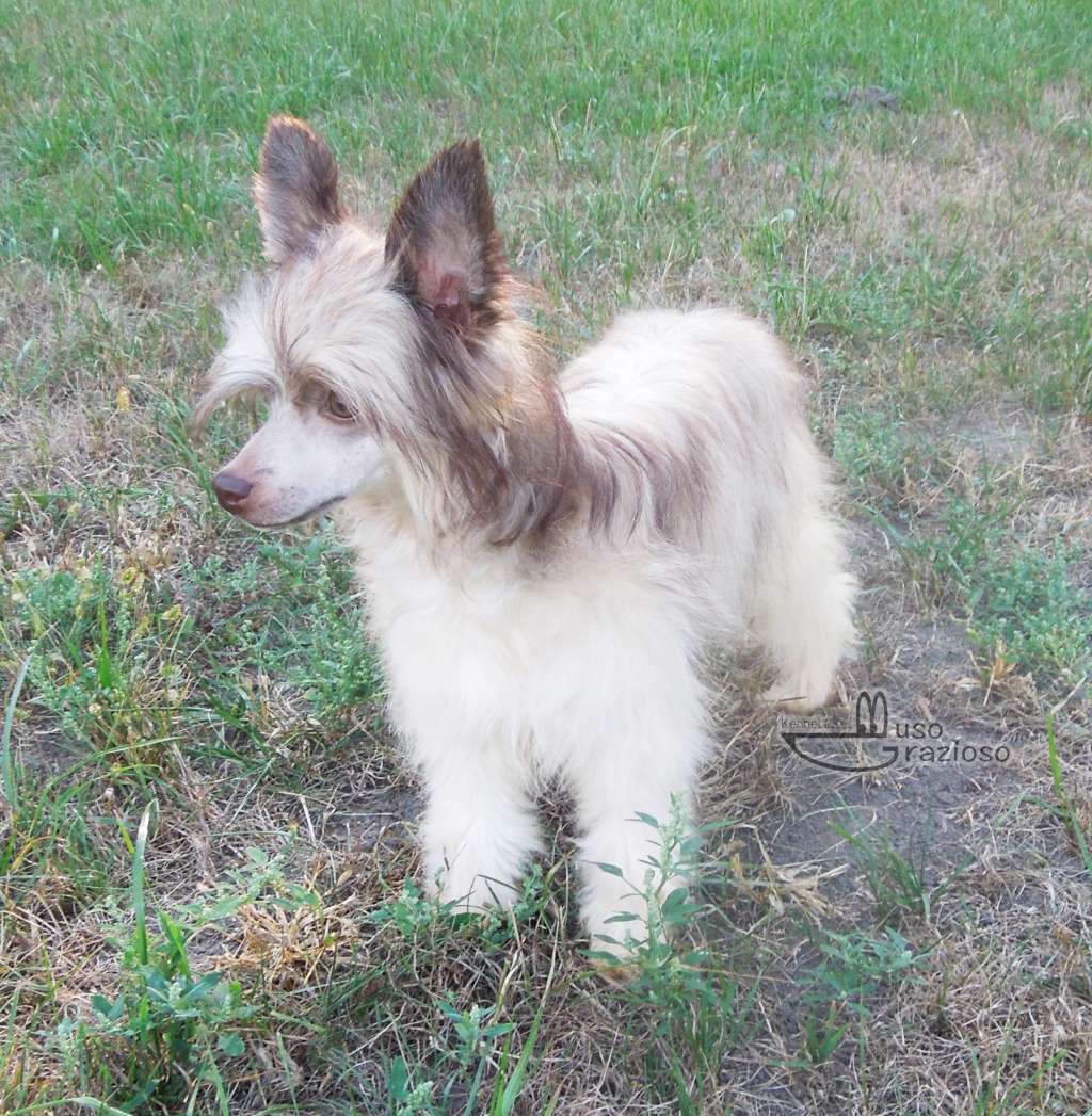 Muso Grazioso Juliana Born To Win