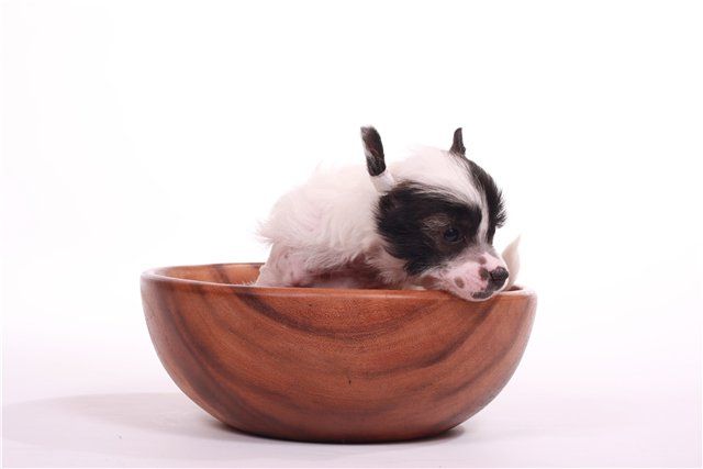 Zhemannitza ot Volnogo Psa