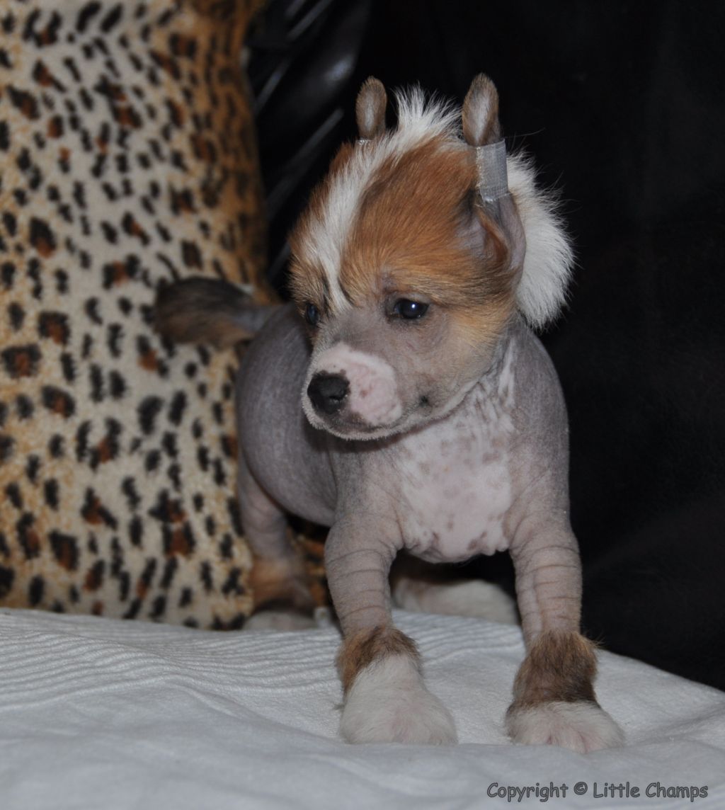 Khéops Little Champs