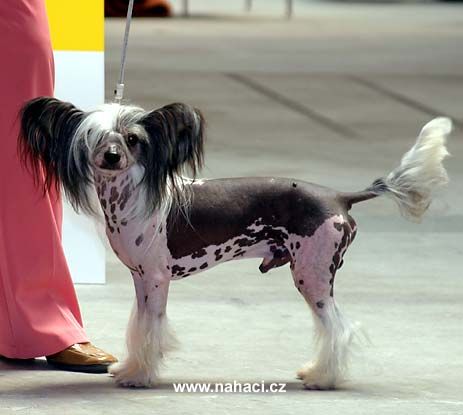 Newbourne Show Stopper