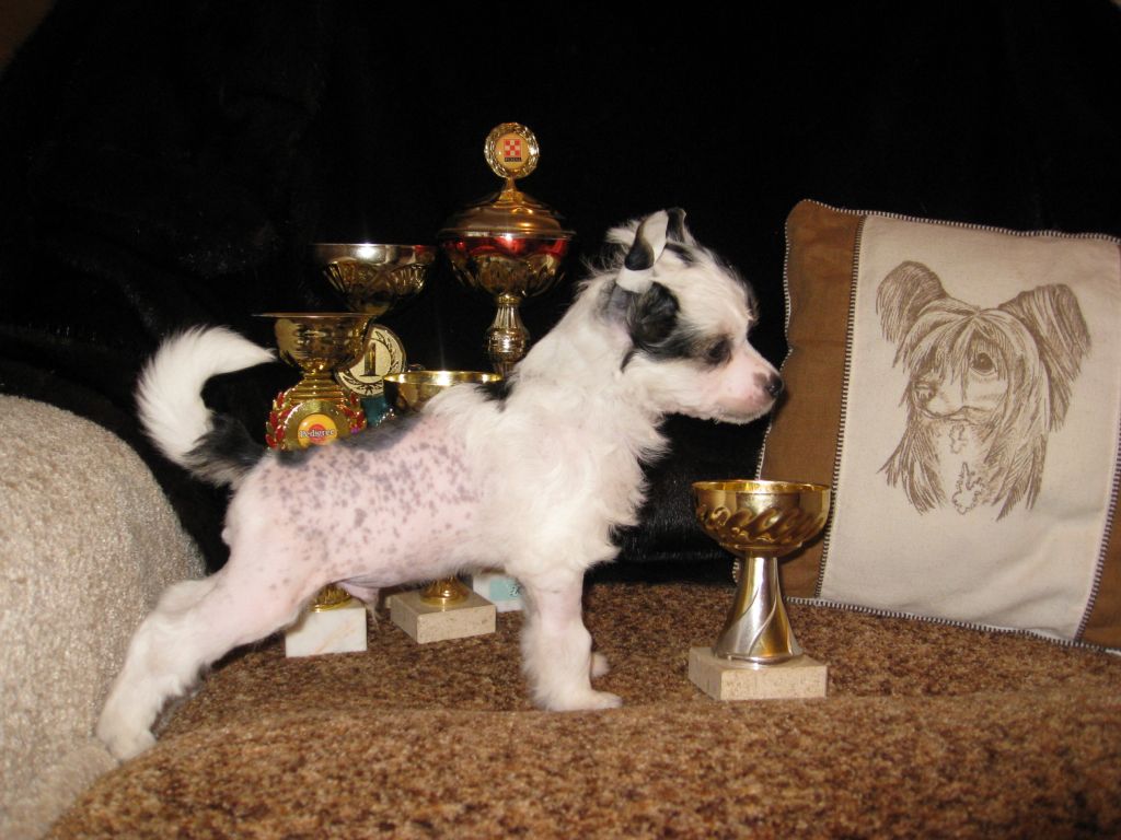 Vics Hause Tibbi Alpin Arin